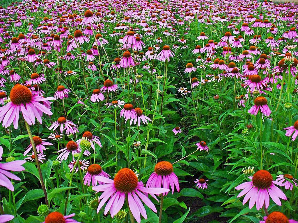 oer-echinacea | echinacea purpurea velden, verse plant gebruikt in echinacea